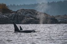 Nanaimo Whale Watching in a Semi-Covered Boat