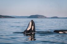 Nanaimo Whale Watching in a Semi-Covered Boat