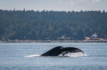 Whale Watching Nanaimo Open Boat Tour