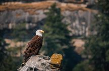 Whale Watching Nanaimo Open Boat Tour