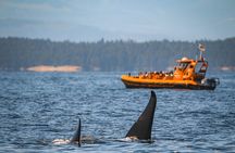 Whale Watching Nanaimo Open Boat Tour