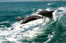 2 Hour Private Dolphin Sightseeing Tour