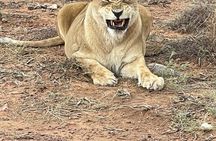 All-inclusive Big 5 Aquila Safari Game Drive Experience.