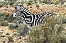 All-inclusive Big 5 Aquila Safari Game Drive Experience.