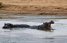 All-inclusive Big 5 Aquila Safari Game Drive Experience.