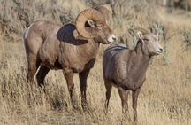 Epic Yellowstone Private Tour