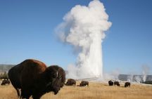 Full-Day Guided Yellowstone Day Tour