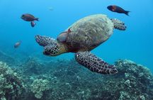 Waikiki Turtle Canyon Snorkeling Tour with Hula Show