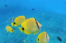 Waikiki Turtle Canyon Snorkeling Tour with Hula Show
