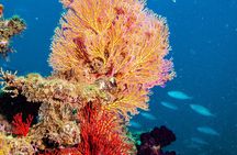 Muiron Islands Snorkeling in Exmouth