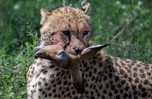 5-Days Lake Manyara, Serengeti, Ngorongoro Crater and Tarangire