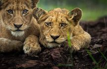 5-Days Lake Manyara, Serengeti, Ngorongoro Crater and Tarangire