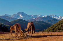 Day trip Ourika waterfall & Berber Villages