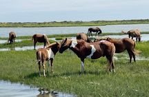 OC Bay Hopper - Assateague Island Cruise