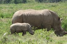 5 days wildebeest migration Lake Naivasha Lake Nakuru Masai Mara luxury Safari