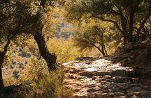 Road-trip to Lasithi: Vidiani, Krasi, Olive Mill Farm, Lasinthos