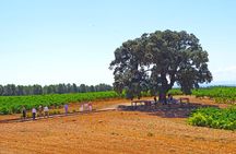 Valencia: Barrels and dishes of typical local Gastronomy