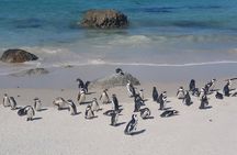 Cape Point, Penguins & Wine Tasting In Constantia Full Day Tour 