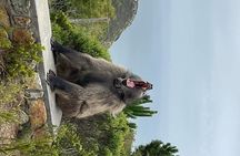Cape Point, Penguins & Wine Tasting In Constantia Full Day Tour 