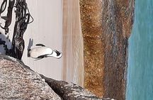 Cape Point, Penguins & Wine Tasting In Constantia Full Day Tour 