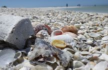 10,000 Islands Boat Excursion - 3.5-Hour Dolphins & Shelling Tour