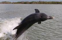 10,000 Islands Boat Excursion - 3.5-Hour Dolphins & Shelling Tour