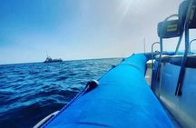 SEA SAFARI, Dolphins, Whales, snorkeling, snack and drink, 2 h speedboat