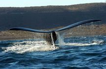 Full Day Whale Watching From Puerto Madryn