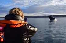 Full Day Whale Watching From Puerto Madryn