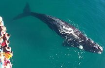 Full Day Whale Watching From Puerto Madryn