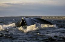 Full Day Whale Watching From Puerto Madryn