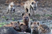 3 Days Selous (Nyerere) Safari from Zanzibar or Dar es salaam