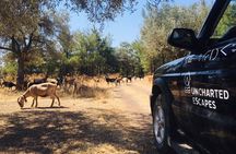 Rhodes North Safari: Hidden Paths & Scenic Flavors