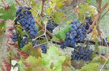 PRIVATE TOUR: Chianti Afternoon tour with visit to 2 wine farms