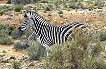 Big 5 Safari, Whale Watching, Robben Island and Table Mountain in 3-Days.