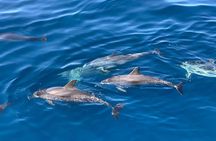 Dolphin Searching Tour in Puerto de Mogán ("EXPLORER" Boat)