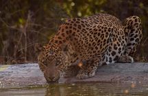 Jhalana Panther Safari Park Tour in Jaipur