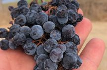 Wine tasting and visit to a design Cellar at Ripalte