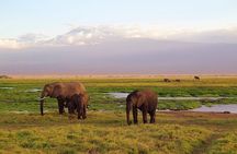 2-Day all inclusive safari to Amboseli National park from Nairobi