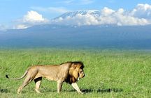2-Day all inclusive safari to Amboseli National park from Nairobi