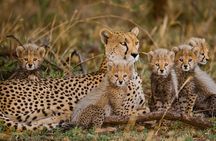 Cheetah encounter and Cape Wine lands Tour.