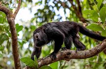 Sloth Tour in the Rainforest from Costa Rica