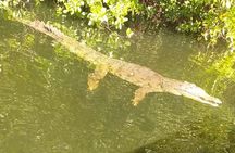 South Coast Tour: YS Falls, Black River Safari
