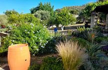 Private Exclusive Manousakis Winery and Vineyard Tour 