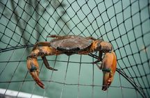 Half-Day Mud Crabbing Experience in Broome