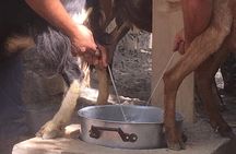 Explore Shepherd’s Hut and Cheese Making Process