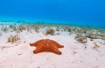 El Cielo the Breathtaking Snorkel Tour of Cozumel Cielito Beach & Lunch Included