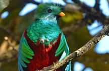 El Quetzal Birdwatching Tour from Guatemala City - Guatemala´s National Bird