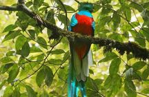 El Quetzal Birdwatching Tour from Guatemala City - Guatemala´s National Bird
