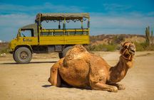 Safari with Camel Caravan to Explore Baja’s Nature, Culture and Cuisine